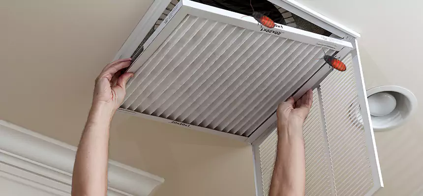 Our Insect Removal from Air Ducts Services in Leisure City, FL